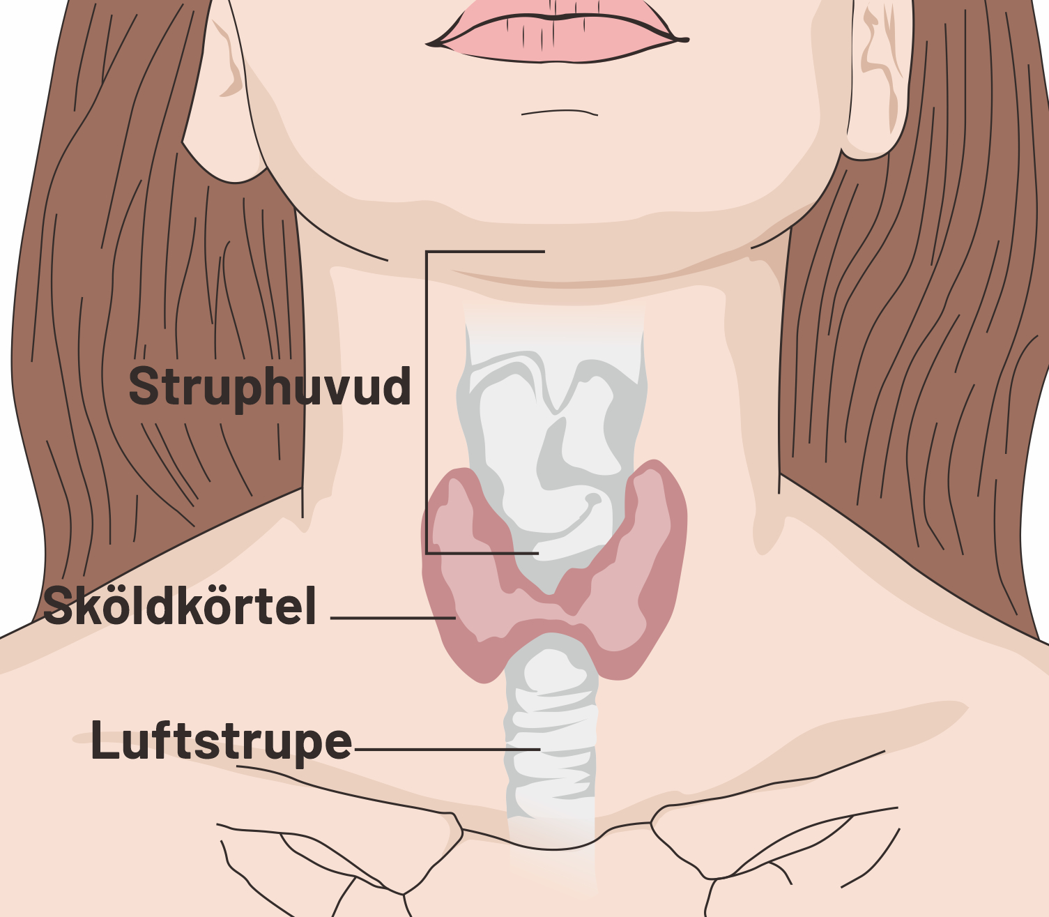 sköldkörtel womni